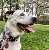 Pink Gingham Dog Collar