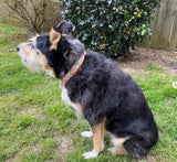 Gold Flowers Dog Collar