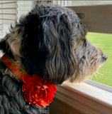 Orange Dahlia Flower