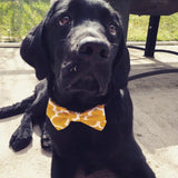 Gold Trellis Bow Tie