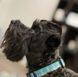 Touch of Lime Plaid Dog Collar