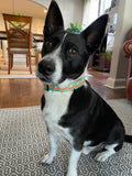 Tropic Pumpkin Pie Dog Collar