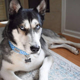 Blue Gingham Dog Collar