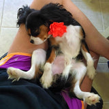 Neon Orange Lotus Flower