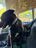 Black Wine Down Wednesday Dog Collar