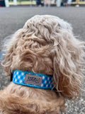 Blue Gingham Dog Collar