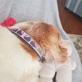 Polka Dot Whale Dog Collar