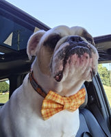 Navy Blue Glitter Pumpkins Dog Collar