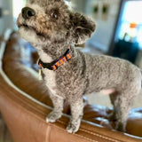 Sweet Home Auburn Dog Collar