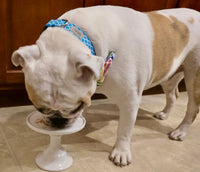 Ice Blue Trellis Dog Collar
