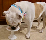 Ice Blue Trellis Dog Collar