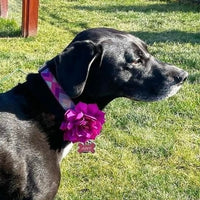 Woven Wonder Purple Dog Collar