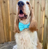 Aqua Polka Dot Bow Tie
