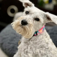 Punch of Pink Plaid Dog Collar