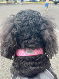 Pink Gingham Dog Collar
