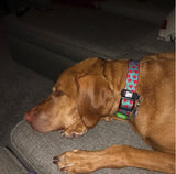 Blue Watermelon Dog Collar