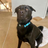 Baby Blue Lifesavers Dog Collar