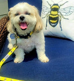 Yellow Bumble Bee Dog Collar
