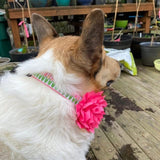 Shocking Pink Dahlia Flower