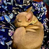 Purple & Gold Plaid on Gold Dog Collar