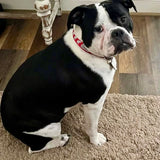 Alabama Elephant Dog Collar