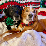 Emerald Green Dahlia Flower