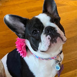 Girly Plaid Rose Dog Collar