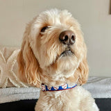 Royal Blue Baseballs Dog Collar