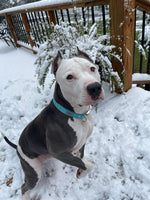Blue Snowflake Dog Collar