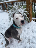 Blue Snowflake Dog Collar