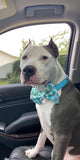 Ice Blue Trellis Dog Collar
