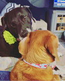 Red Lobster Dog Collar