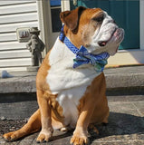 Royal Blue Trellis Dog Collar