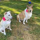 Shocking Pink Dahlia Flower