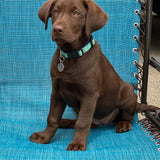 Aqua Set Sail Dog Collar