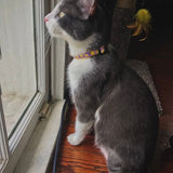 Purple Lemon Dog Collar