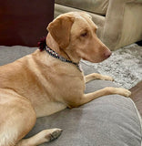 Black Wine Down Wednesday Dog Collar