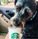 Purple Triangles Dog Collar