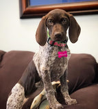 First Impression on Lime Dog Collar