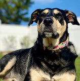 Summer Scales Dog Collar