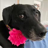 Shocking Pink Dahlia Flower