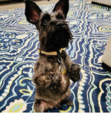 Tropic Pumpkin Pie Dog Collar