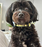 Yellow Roses Dog Collar