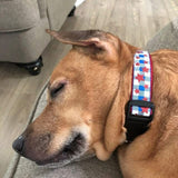 Buffalo Check Glitter Stars Dog Collar