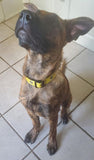 Yellow Bumble Bee Dog Collar