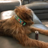 Prepster Plaid on Lime Dog Collar