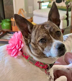 First Impression on Lime Dog Collar