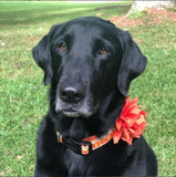 Orange Dahlia Flower