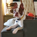 Sweet Home Louisiana Dog Collar