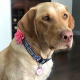 Freedom is Sweet Dog Collar